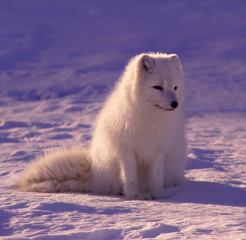 Arctic Fox