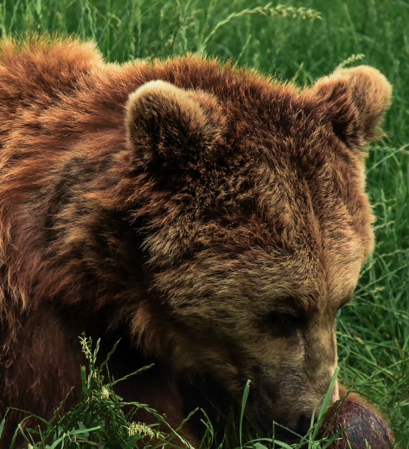 Brown bear