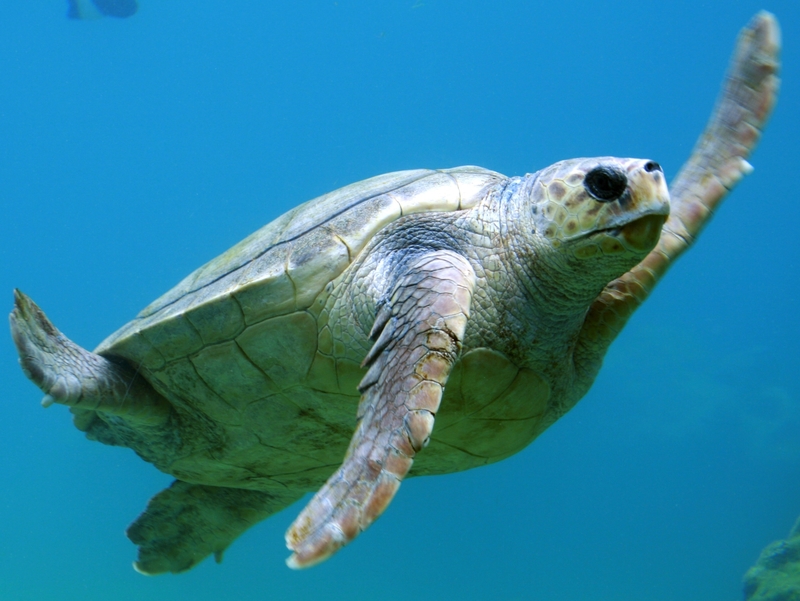 Sea Turtle